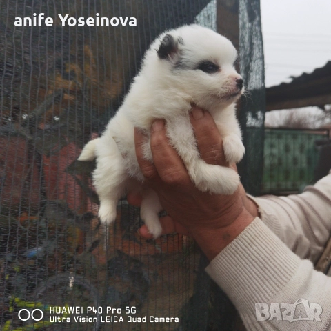 Продавам Померански Шпиц, снимка 2 - Померан - 52921322