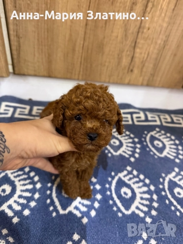 Той пуделчета, снимка 3 - Померан - 52547828