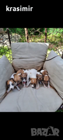 Джак ръсел късокраки , снимка 1