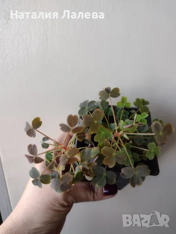 Оксалис, Oxalis vulcanicola Sunset Velvet, снимка 2 - Стайни растения - 56304030