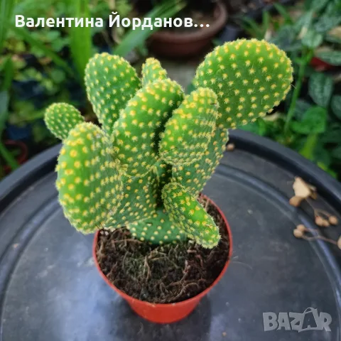 кактус големи растения , снимка 7 - Стайни растения - 56298510