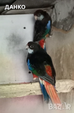 ПЕНАНТОВИ И ПЪСТРИ РОЗЕЛИ–МУТАЦИИ/тазигодишни/, снимка 15 - Папагали - 50988054