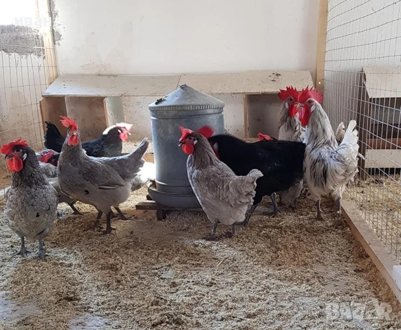 7 кокошки +2 петела синьо ,черно и бяло брезе на година и полувина, снимка 3 - други­ - 54138332