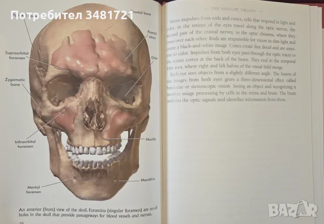 The Head and Neck. Learning How We Use Our Muscles, снимка 9 - Здраве, медицина и спорт - 55964348