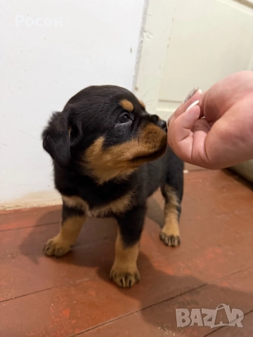 Бебета Ротвайлери, снимка 2 - Ротвайлер - 52865392