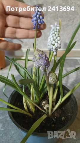 каламондин + мускари, снимка 4 - Градински цветя и растения - 54082636