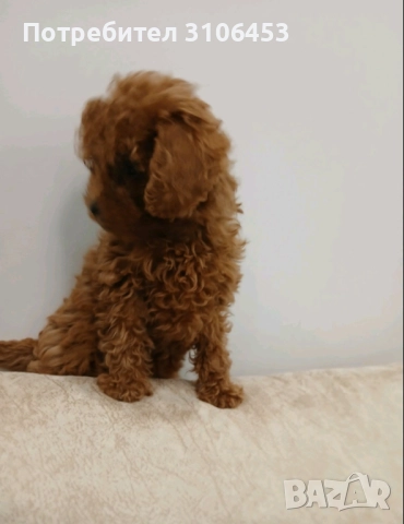 Пудел той / poodle toy, снимка 3 - Пудели - 52816413