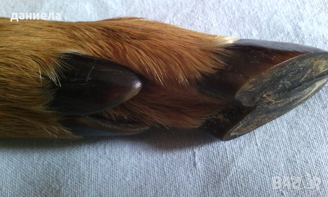 Уникален еленски крак - отварачка. Ловен трофей. Много красив. САМО ЕДИН В БЪЛГАРИЯ, снимка 4 - Подаръци за мъже - 32105265