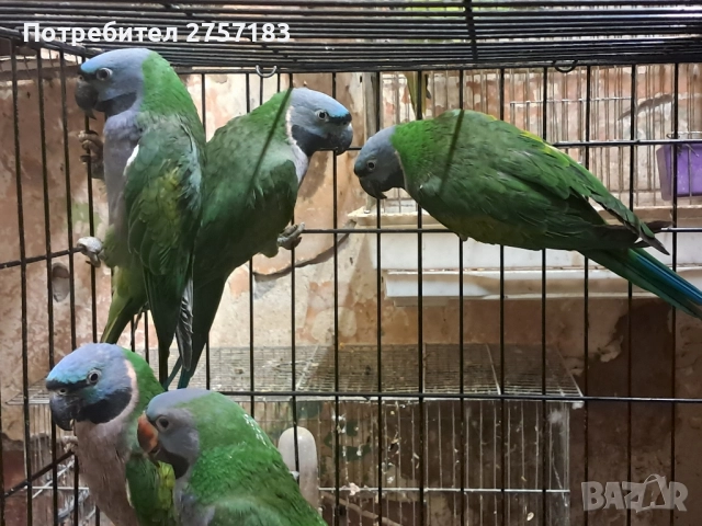 продавам китаиски александар 3 женски 2023, снимка 5 - Папагали - 52403752