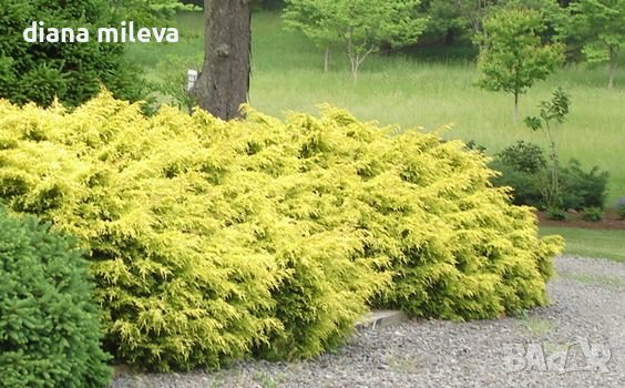 Хвойна Старо Злато, Juniperus Old Gold, снимка 2 - Градински цветя и растения - 39205397