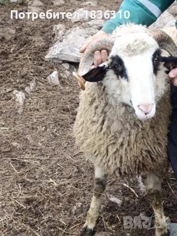 Коч за разплод, снимка 1