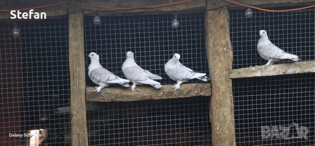 Гълъби, снимка 4 - Гълъби - 53197286
