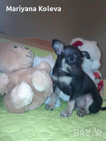 Продавам пинчер, снимка 2 - Пинчер - 53940157