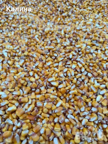 Царевица за животни