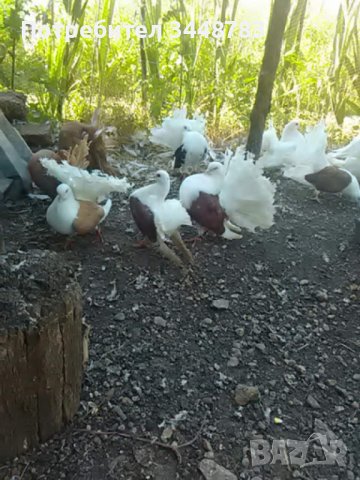 Гълъби  фенерлии, снимка 7 - Гълъби - 37488411