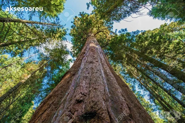 Нови качествени 15 семена от гигантска секвоя мамутово дърво sequoiadendron giganteum за декорация, снимка 10 - Сортови семена и луковици - 50223094