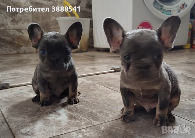 Елитни френски булдоци родени на 23.08., снимка 5 - Френски булдог - 43655613