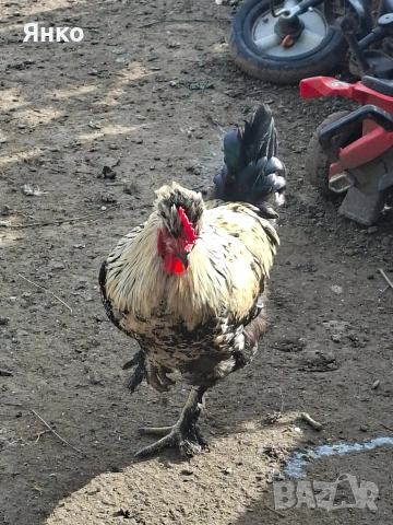 Петли, снимка 3 - Кокошки и пуйки - 54186401