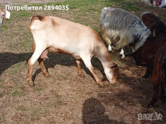 свободни 6 кози + 2 ярета , снимка 12 - Кози - 56333631
