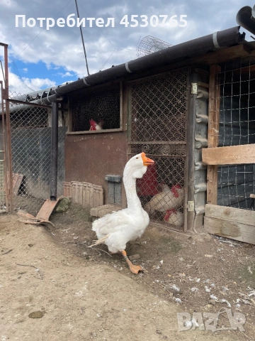 Холмогорски Гъски, снимка 11 - Патици и гъски - 54122292