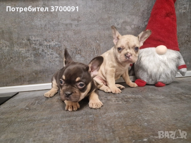 френски булдог/ булдочета, снимка 5 - Френски булдог - 52681586