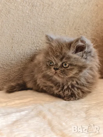 Персийски котенца, снимка 2 - Персийска - 56360279