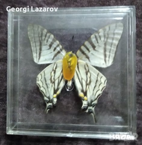 Пеперуда 2, снимка 2 - Картини - 42876910