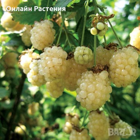 Жълта къпина (Полар бери), снимка 3 - Градински цветя и растения - 29100727