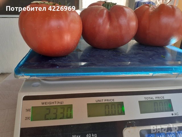 Розови едри домати, снимка 5 - Разсади - 54194380