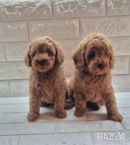 Той Пудел Мини Пудел, снимка 7 - Пудели - 54306425