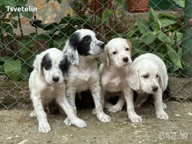 Английски сетер, снимка 1