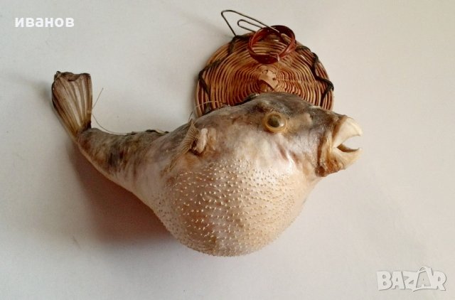 Риба папагал