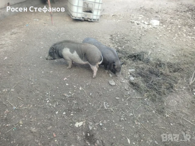 виатнамски прасета, снимка 3 - Прасета - 56085923