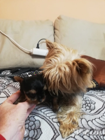 Йоркширски териер, снимка 6 - Йоркширски териер - 52866279