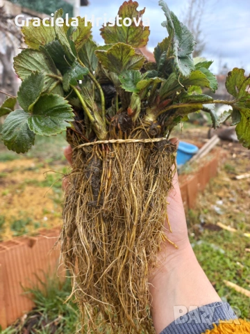 Продавам разсад ягоди , снимка 4 - Други стоки за дома - 54026538