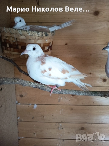 гугутки смехурки , снимка 12 - Гълъби - 52550070