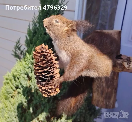 Препарирана катеричка
