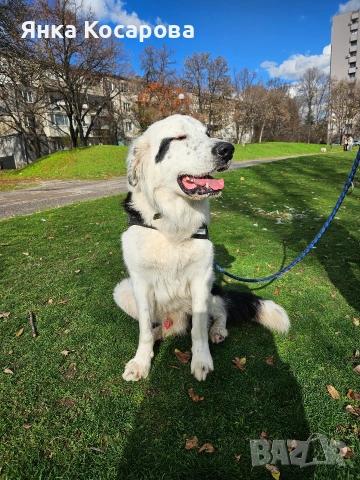 Младо куче търси своя дом!