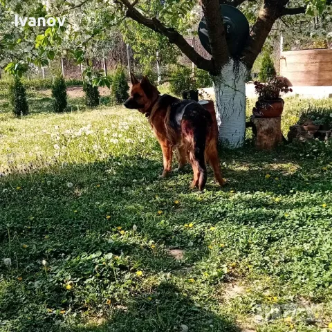 Немска овчарка с родословие , снимка 1