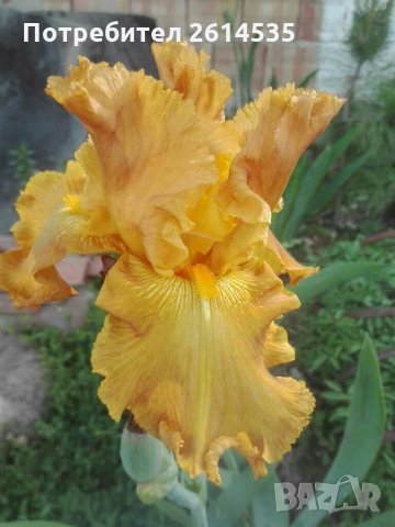 ИРИСИ, снимка 6 - Градински цветя и растения - 28657699