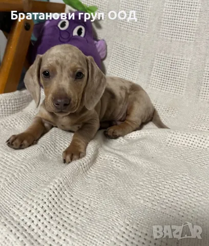 Мини Дакел, снимка 2 - Дакели - 49930212