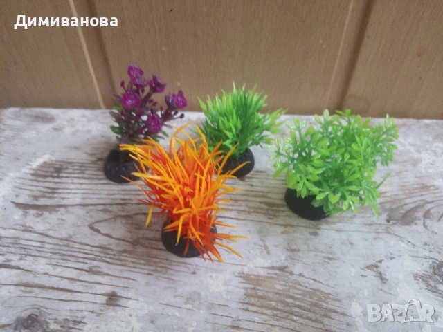 4 малки водорасли за аквариум