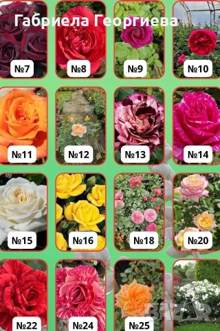 Храстовидни и влачещи рози , снимка 2 - Градински цветя и растения - 54233249