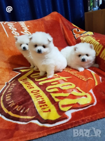 Померан померани Гр. София снимки от днес 05.12.2025г, снимка 5 - Померан - 52666000