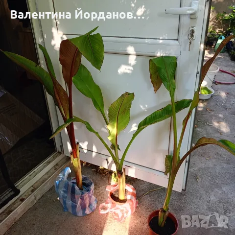 червен банан големи растения 