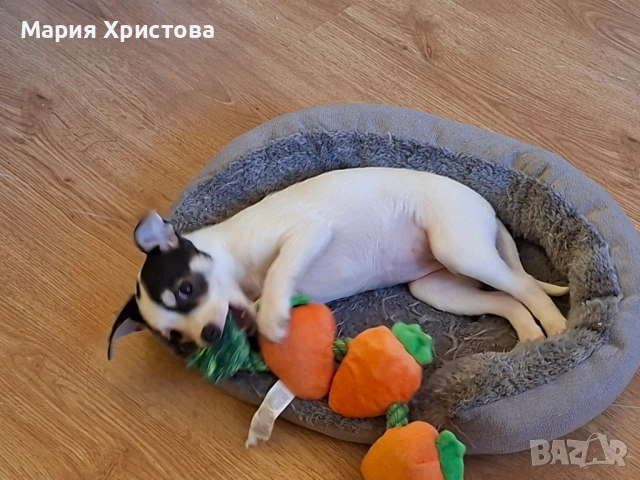 Продавам женско кученце, снимка 3 - Джак ръсел териер - 54057413