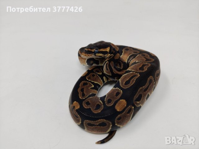 Кралски Питон / Ball Python / Python regius, снимка 5 - Змии - 42172390