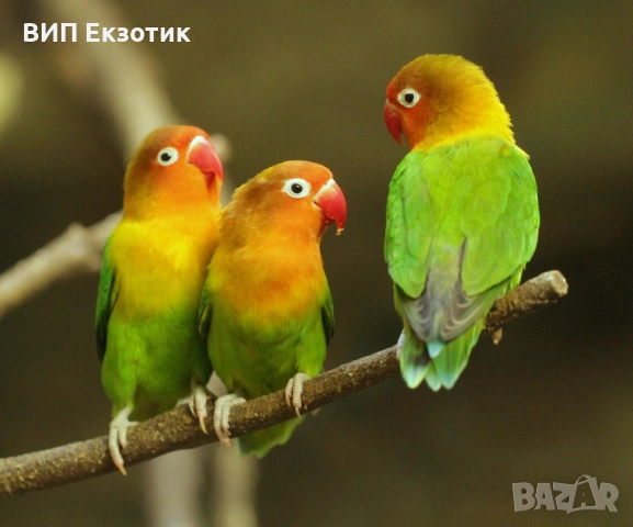 ПРОДАВА ПАПАГАЛИ , снимка 8 - Папагали - 16063451