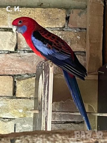 Пенантови розели , снимка 2 - Папагали - 52210338