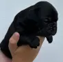 Френски булдог черен , снимка 2